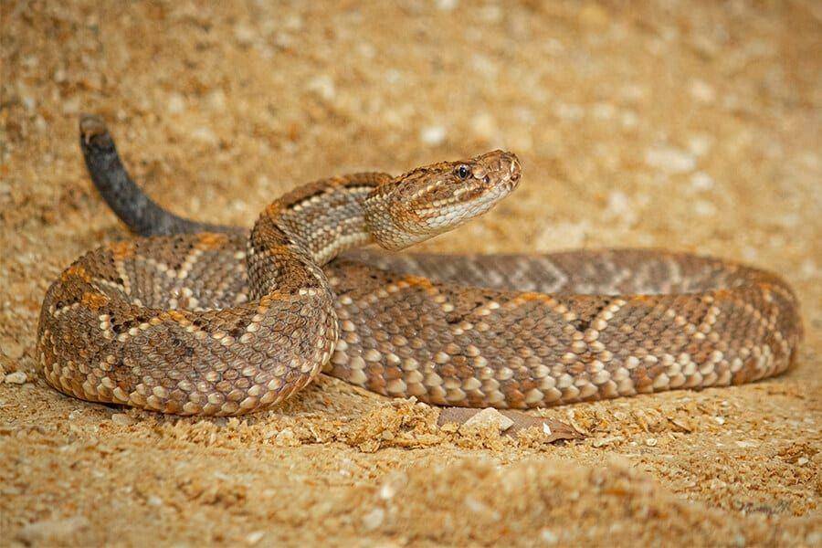 ilustrasi Aruba island rattlesnake (brevardzoo.org)