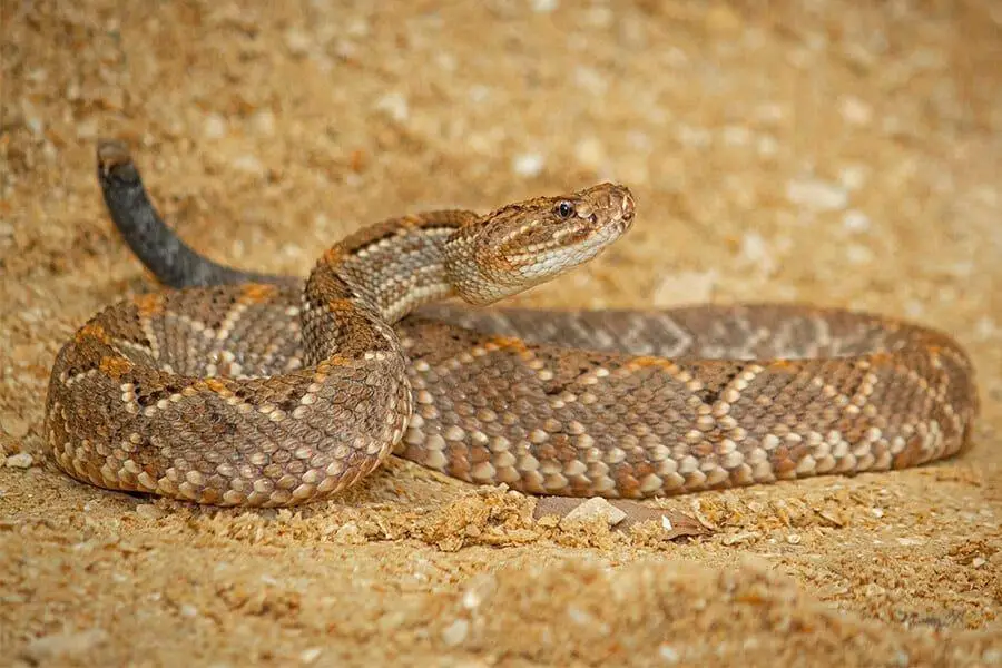 Xotin xolani seks video singlisi Birinchi marta qopol jinsiy aloqa onlayn