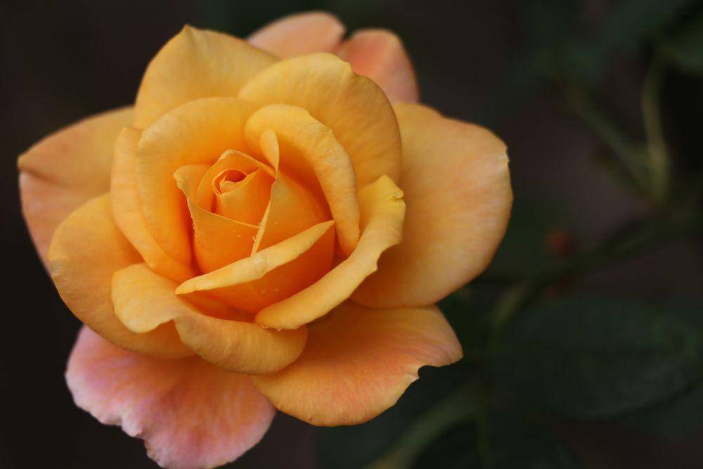 Mawar gold medal. (pixabay.com/GoranH)
