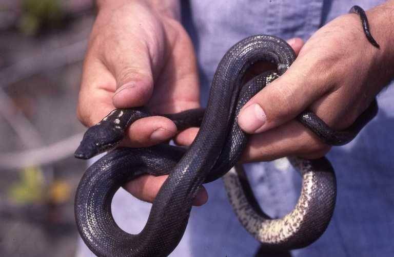 ilustrasi Round island boa (commons.wikimedia.org)