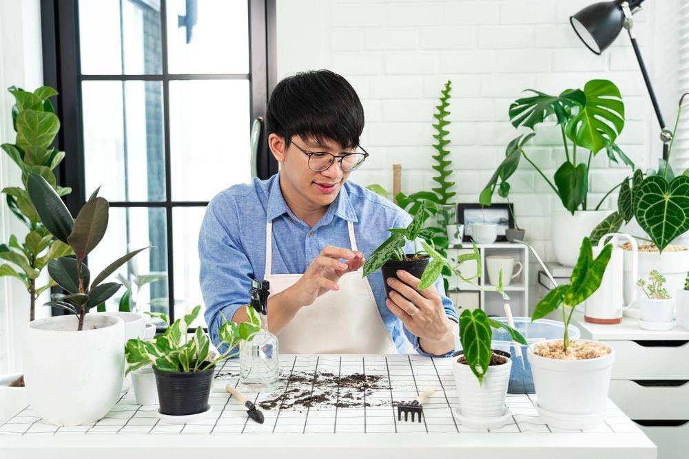 Seorang pria sedang menanam tanaman (Shutterstock/TheCorgi)