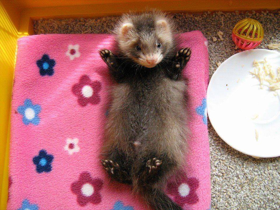 ilustrasi Angora ferret (angoraferret.co.uk)