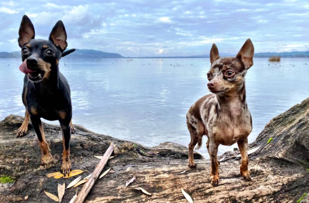 ilustrasi anjing Chihuahua (unsplash.com/Tesla Fans Schweiz)