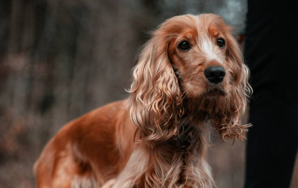 ilustrasi anjing Cocker Spaniel (unsplash.com/Kajetan Sumila)