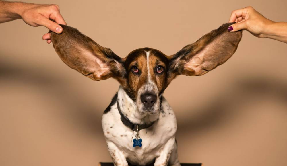 ilustrasi anjing dengan telinga besar (unsplash.com/Kyle Smith)