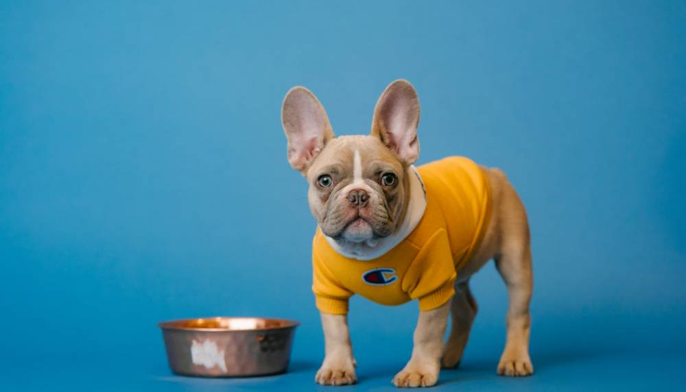 ilustrasi anjing French Bulldog (unsplash.com/Karsten Winegeart)