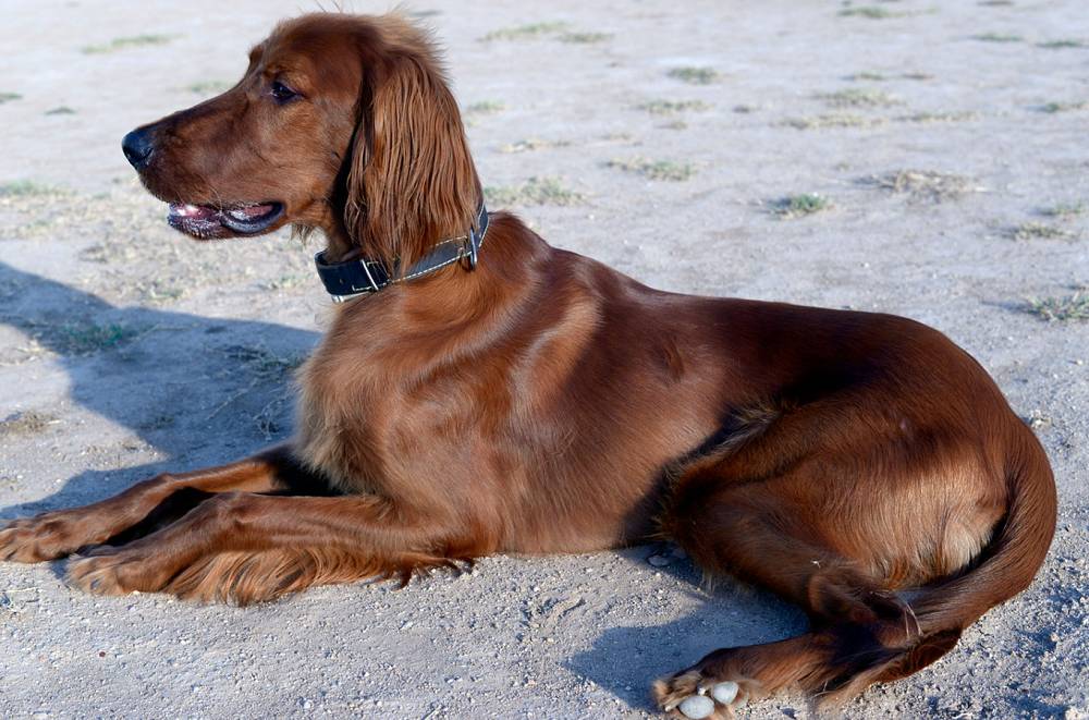 ilustrasi anjing Irish Setter (pixabay.com/Yurkap)