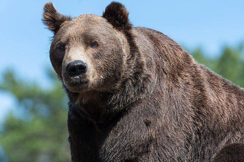 Beruang Coklat (Ursus arctos) (commons.wikimedia.org/Magnus Johansson)