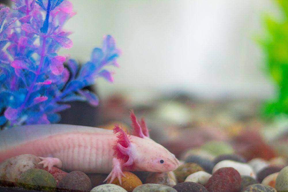ilustrasi axolotl (pixabay.com/ KinEnriquez)
