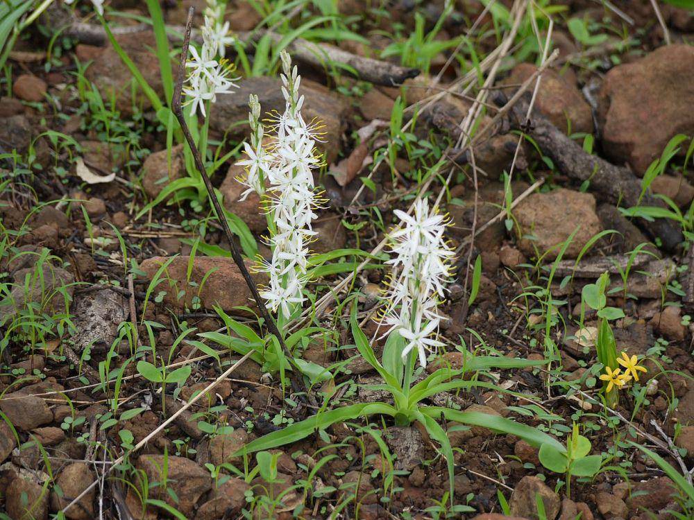 tanaman safed musli (commons.wikimedia.org/Dinesh Valke)