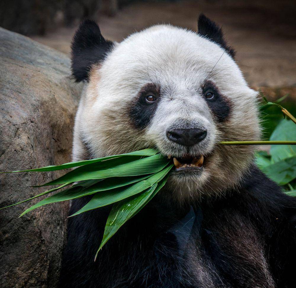panda (unsplash.com/Debbie Molle)