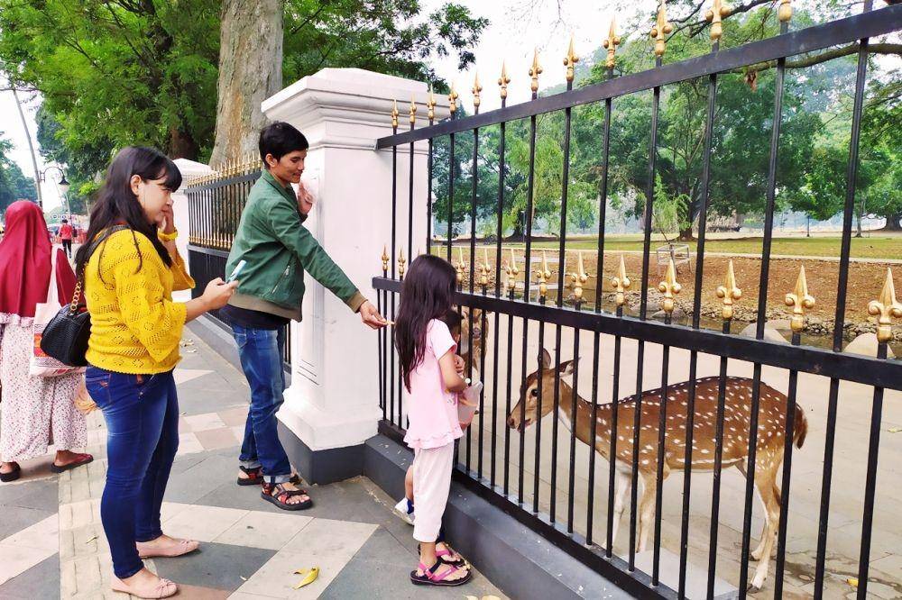 Memberi makan rusa di depan Istana Bogor (IDN Times/Intan Deviana)
