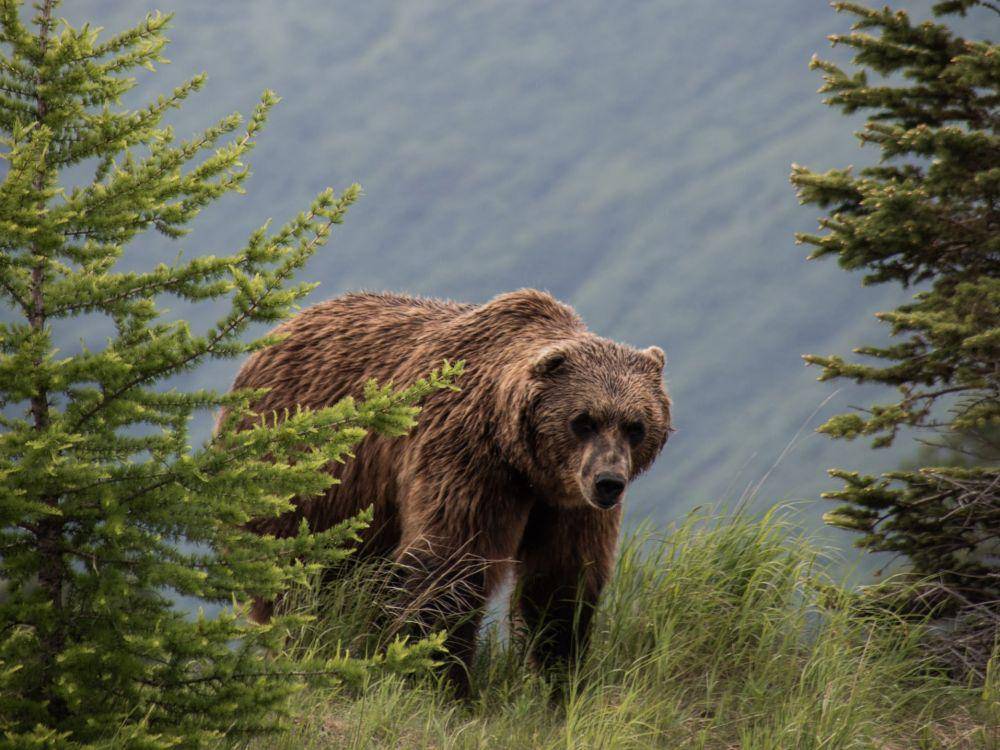 beruang grizzly di Alaska Wildlife Conservation Center (unsplash.com/John Thomas)