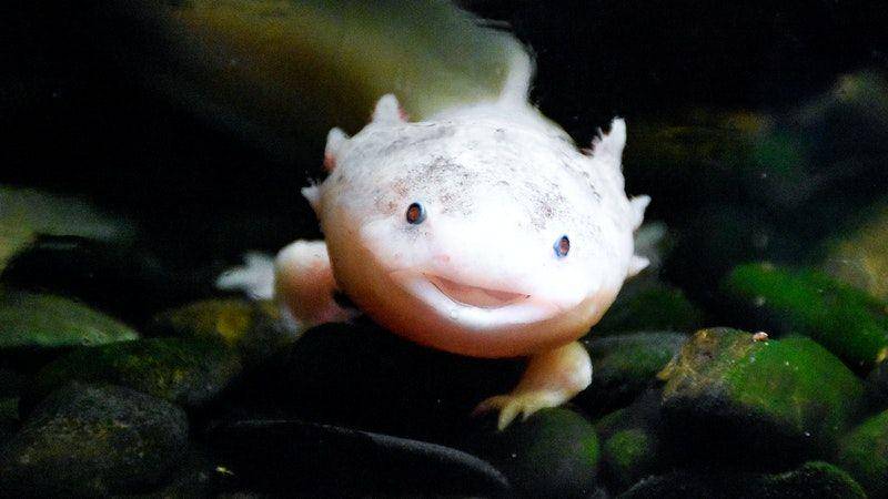 Axolotl, salah satu hewan yang mampu meregenerasi bagian tubuhnya. (pexels.com/Artem Lysenko)