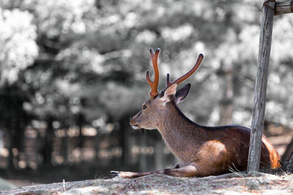 ilustrasi rusa dan tanduknya (unsplash.com/Riccardo Chiarini)
