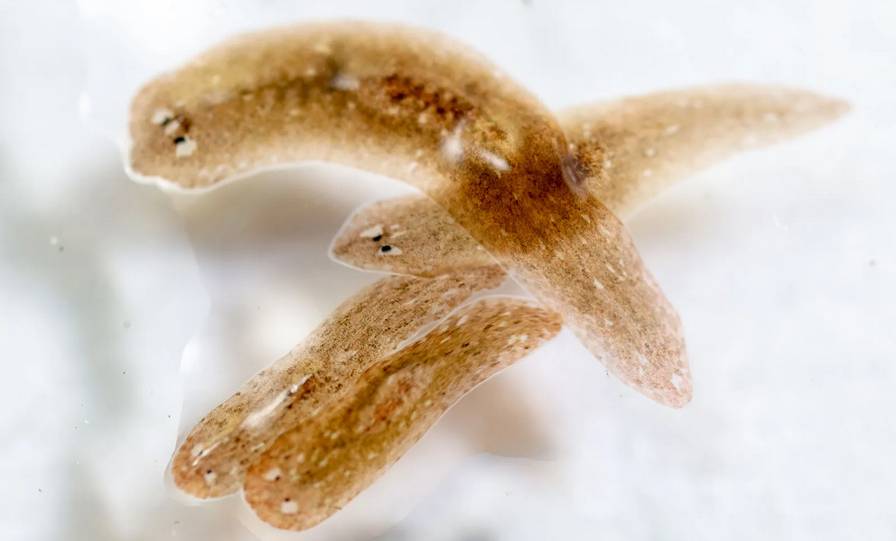 ilustrasi cacing pipih atau planaria (britannica.com/sinhyu)