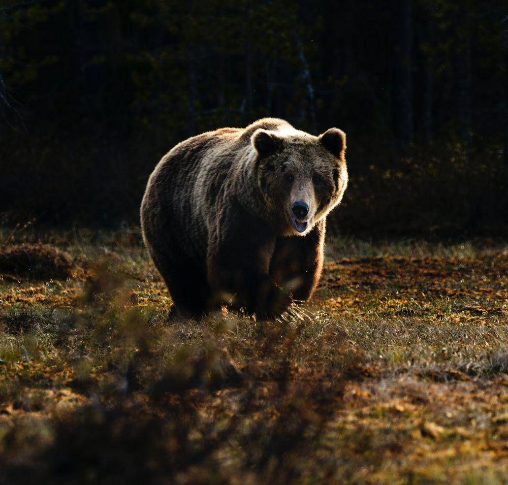 beruang (unsplash.com/Zdeněk Macháček)