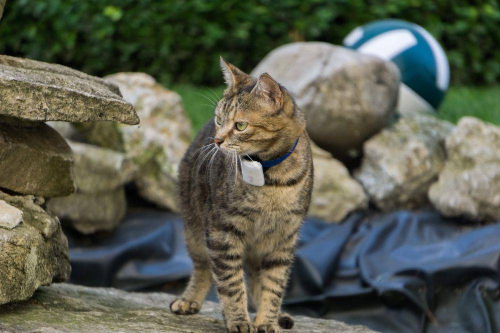 ilustrasi kucing mengenakan kalung dengan GPS (girafus.com)