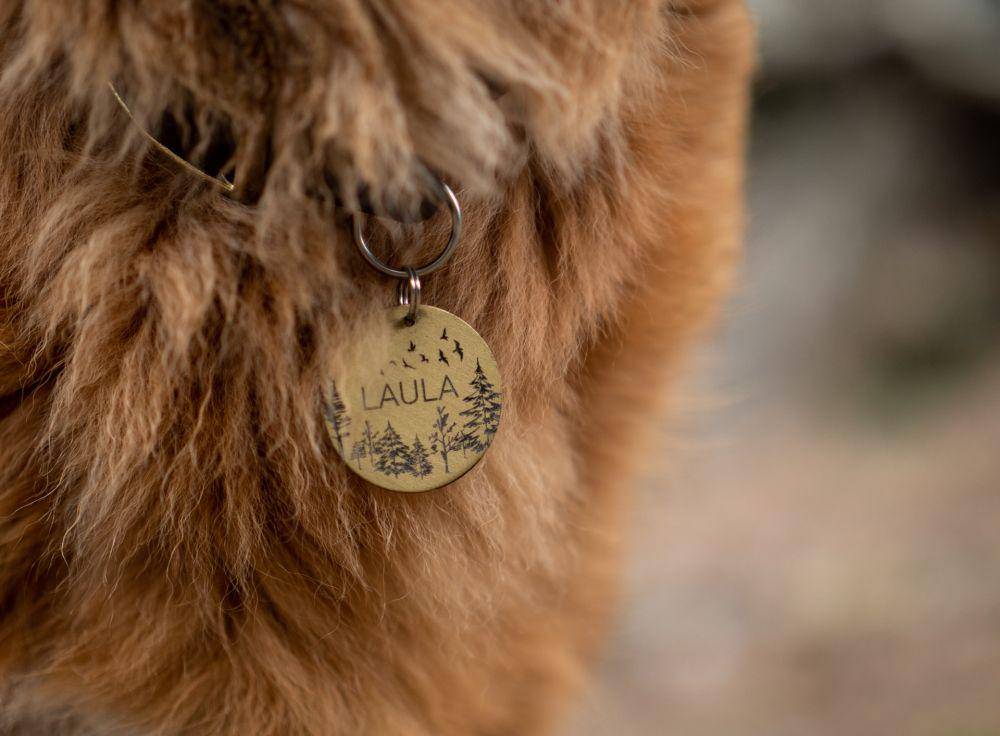 ilustrasi kalung kucing (unsplash.com/Jamie Street)