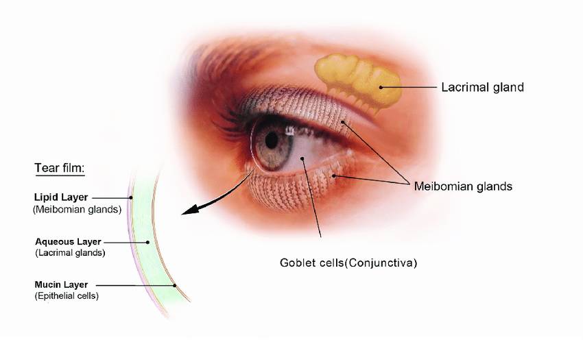 kelenjar air mata (The U.S. National Eye Institute via researchgate.net)