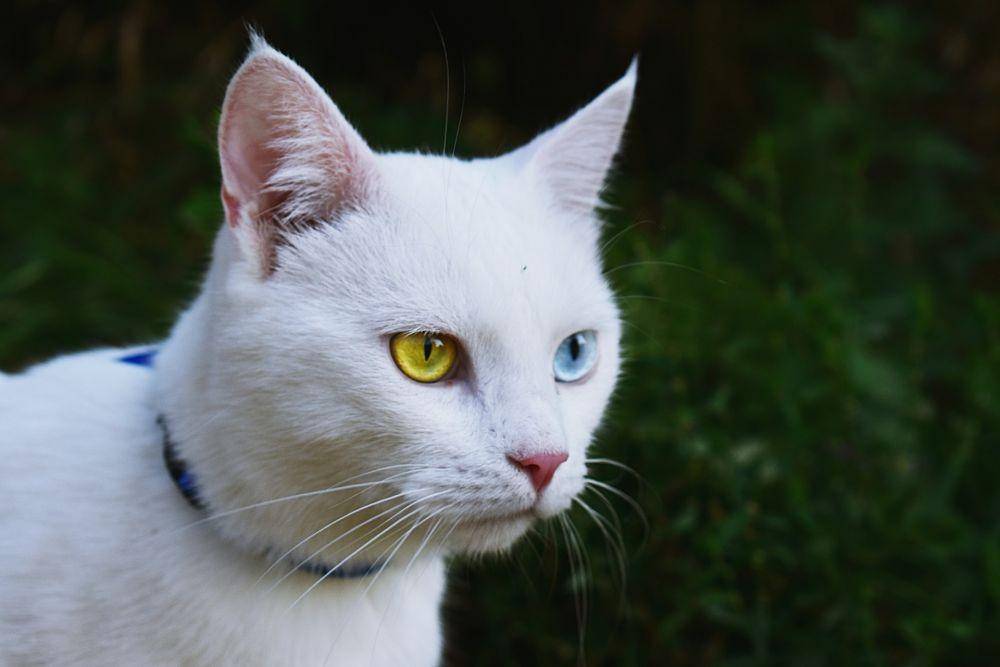 ilustrasi kucing dengan heterokromia (pixabay.com/didsss)