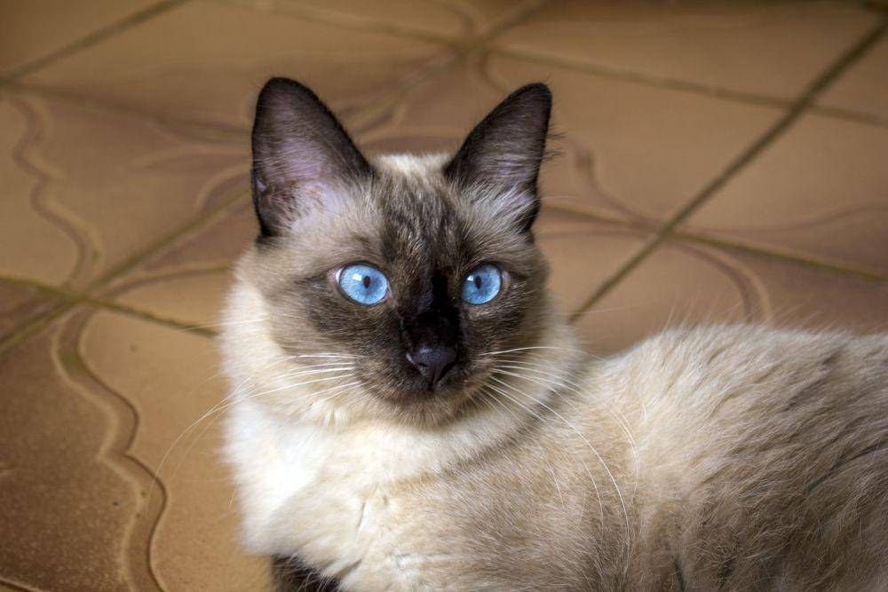 ilustrasi kucing siam (pixabay.com/JoaoBOliver)