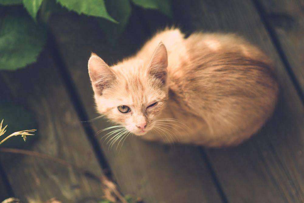 ilustrasi kucing yang sakit mata (pixabay.com/DariuszSankowski)