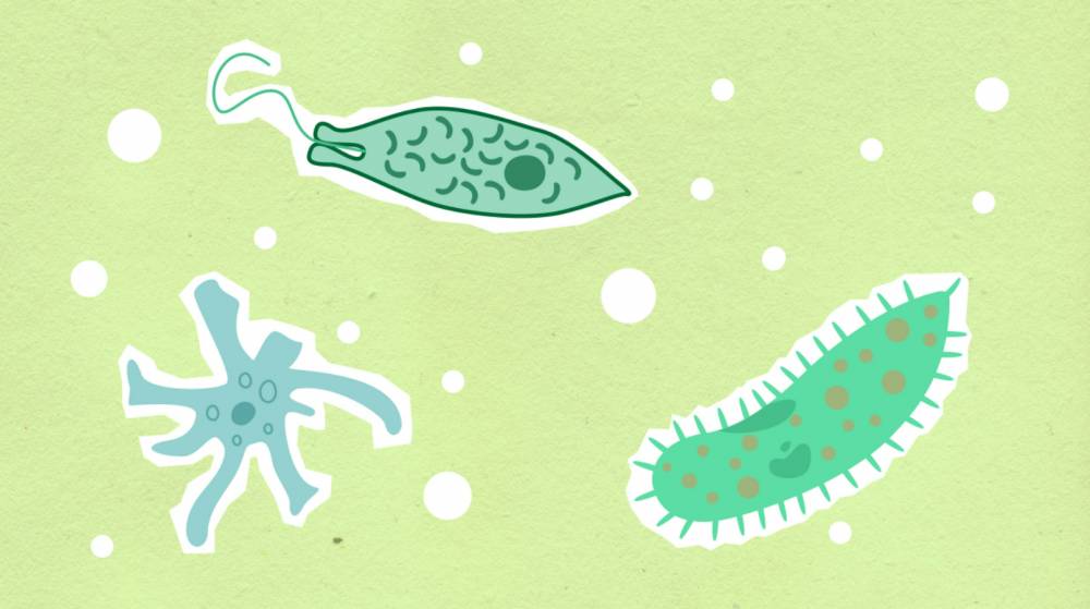 ilustrasi mikroorganisme (pexels.com/monstera)