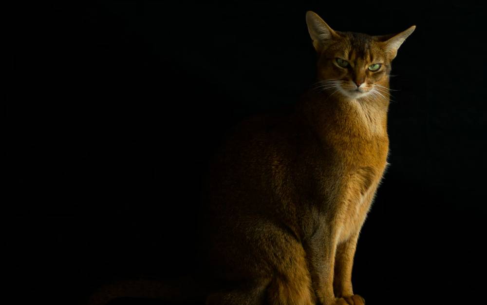 ilustrasi kucing Abyssinian (unsplash.com/Julie Boulanger)