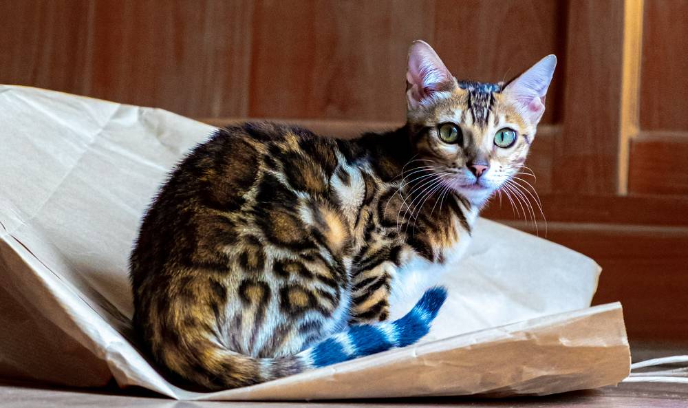 ilustrasi kucing Bengal (unsplash.com/Bodi.raw)