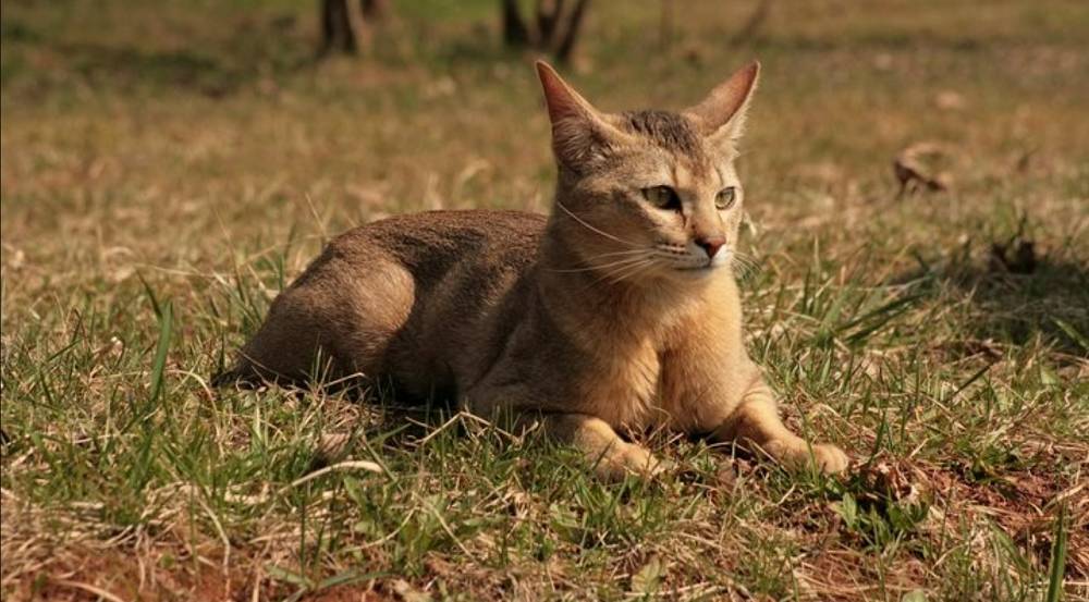 ilustrasi kucing Chausie (commons.wikimedia.org/Wilczakrew)