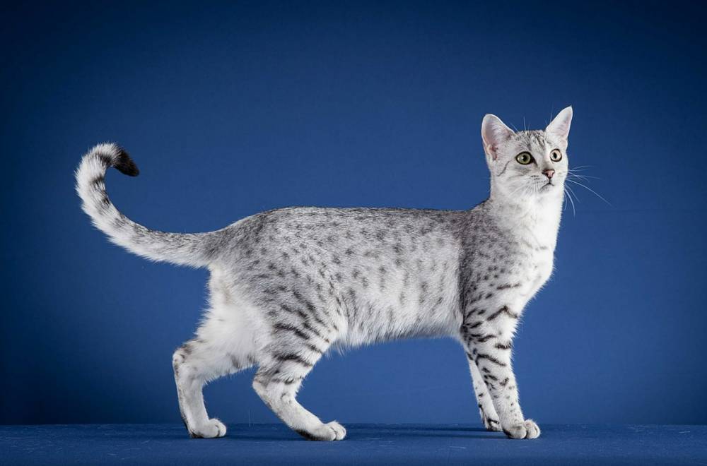 ilustrasi Egyptian Mau (commons.wikimedia.org/Achet Aton)