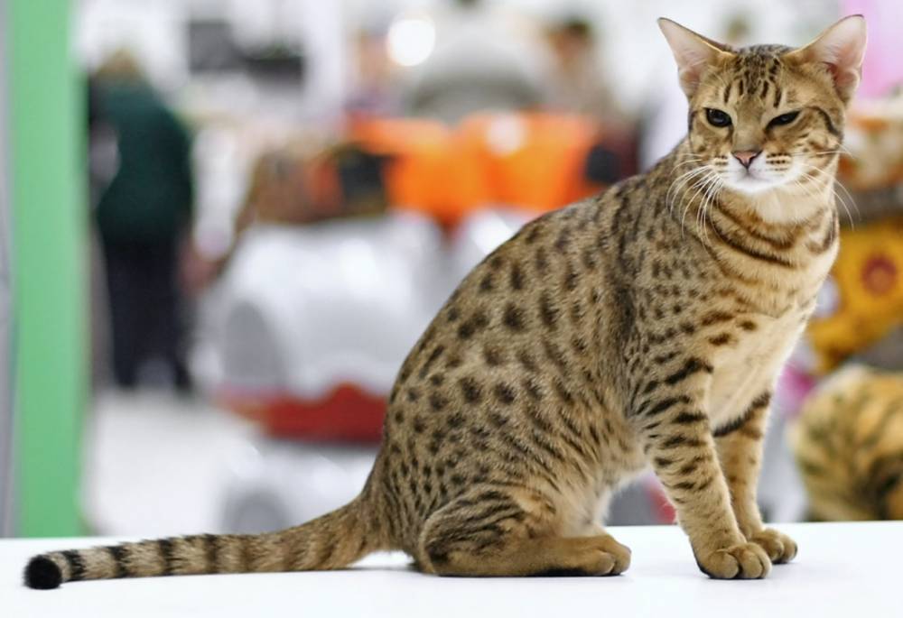 ilustrasi kucing Ocicat (catza.net)