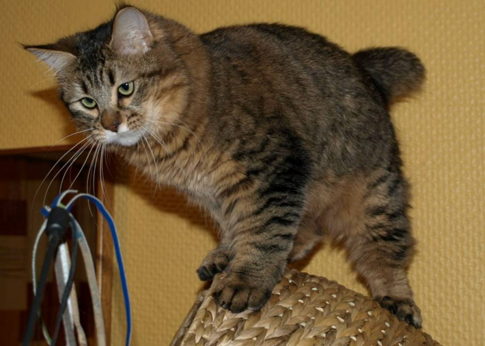 ilustrasi kucing Pixiebob (commons.wikimedia.org/Donna Cox)