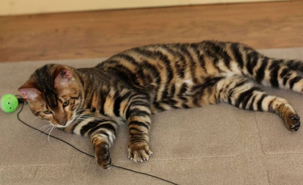 ilustrasi kucing Toyger (commons.wikimedia.org/Gaynorjl)