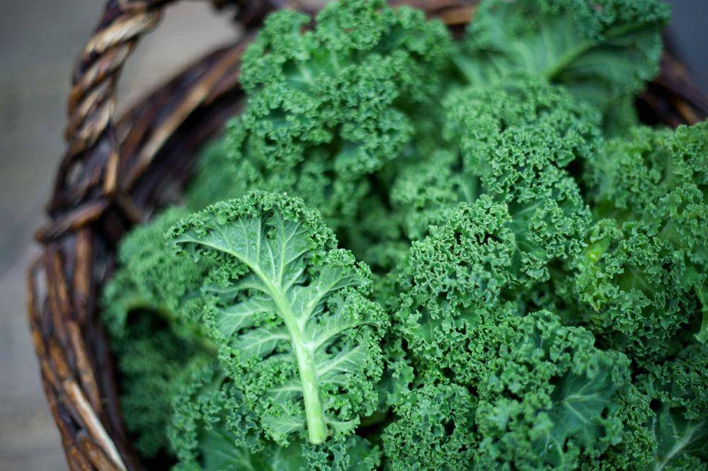 ilustrasi sayur kale (goodhousekeeping.com)
