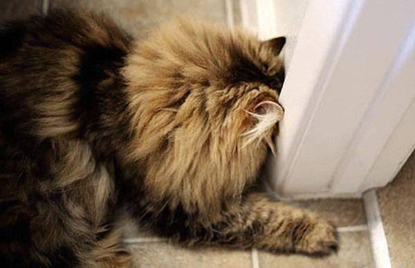 ilustrasi head pressing pada kucing (reshareworthy.com)