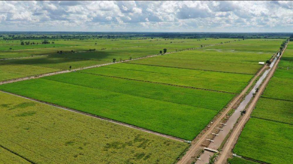 ilustrasi sawah. (Dok. Kementan)