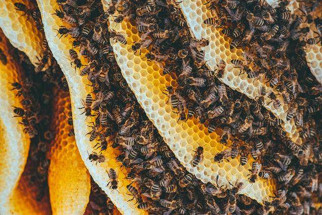 koloni lebah madu (pexels.com/Ion Ceban)