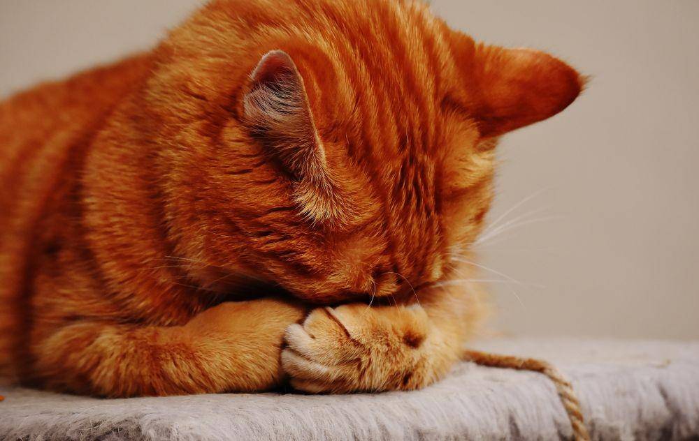 ilustrasi kucing menutupi wajahnya (pexels.com/Pixabay)