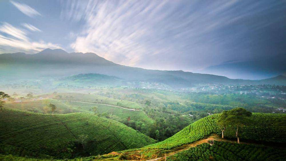 kebun teh Kemuning di siang hari (jejakpiknik.com)