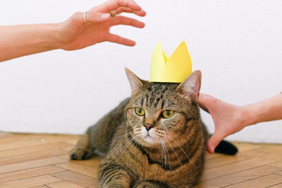 30 Inspirasi Nama Kucing Jantan, Simpel dan Kedengaran Gagah