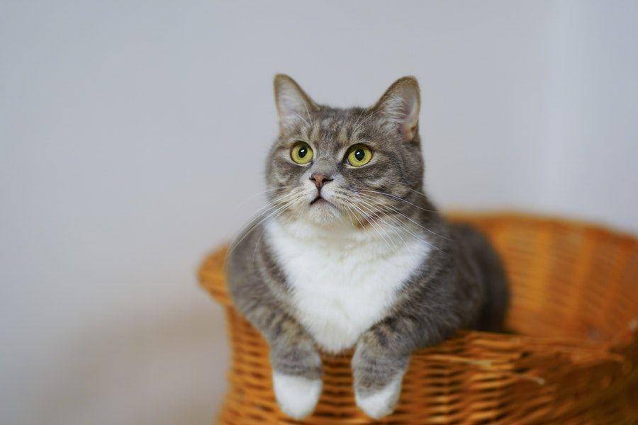 ilustrasi kucing peliharaan (pexels.com/@catscoming)
