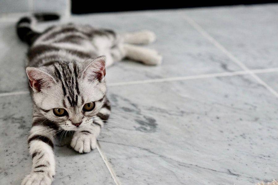 ilustrasi kucing peliharaan (pexels.com/@danielle-daniel-93966)