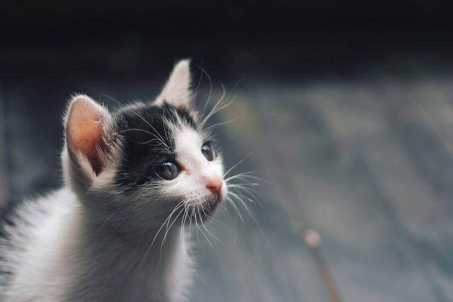 ilustrasi kucing peliharaan (pexels.com/@d-ng-nhan-324384)