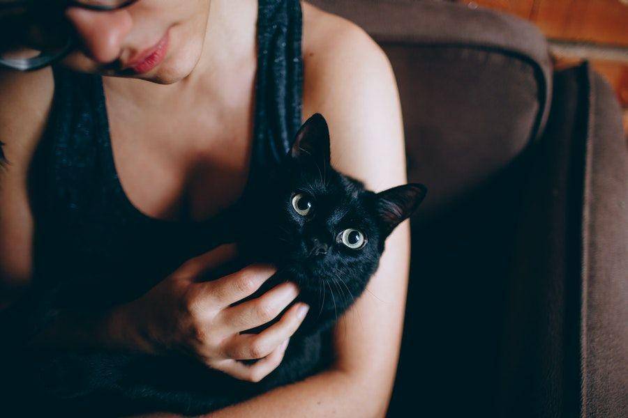 ilustrasi kucing peliharaan (pexels.com/@wildlittlethingsphoto)