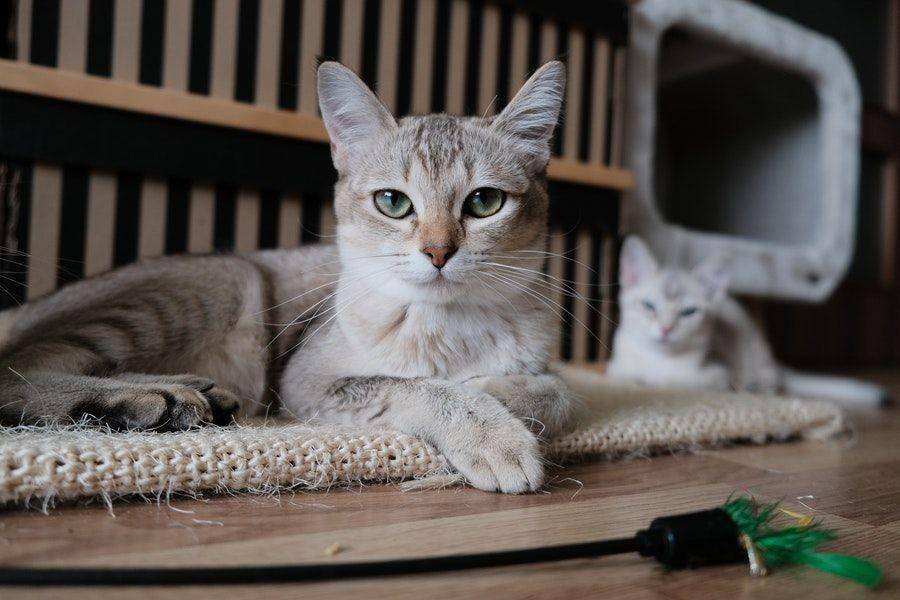 ilustrasi kucing peliharaan (pexels.com/@canaros)