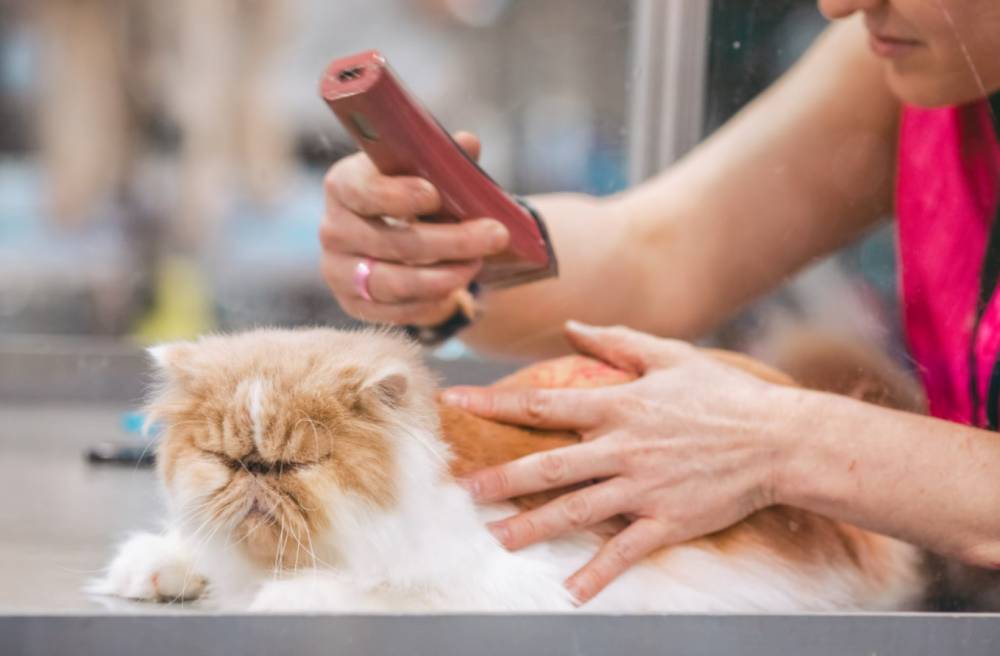 ilustrasi kucing dengan infeksi jamur (unsplash.com/Reba Spike)