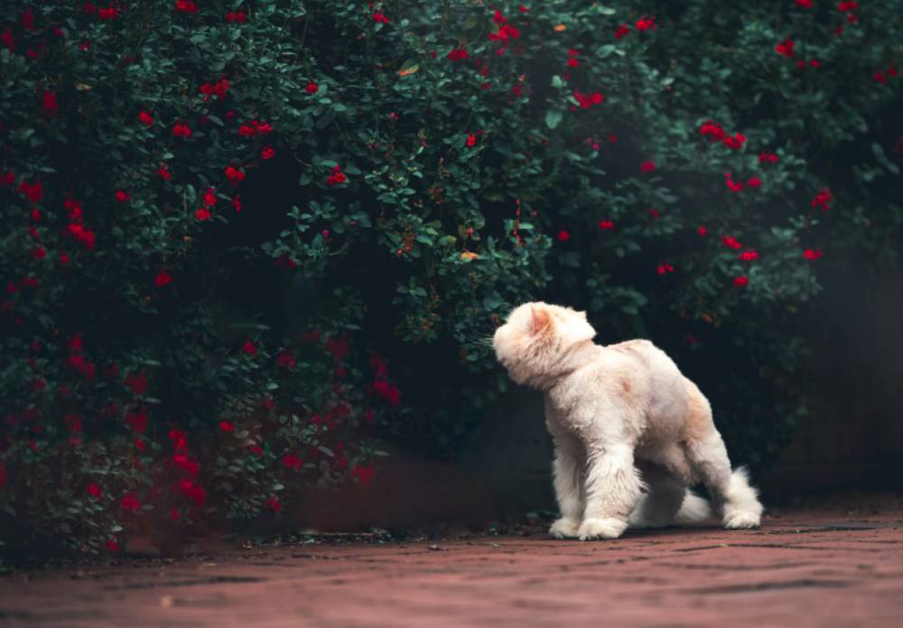 ilustrasi kucing dengan infeksi jamur (unsplash.com/Reba Spike)
