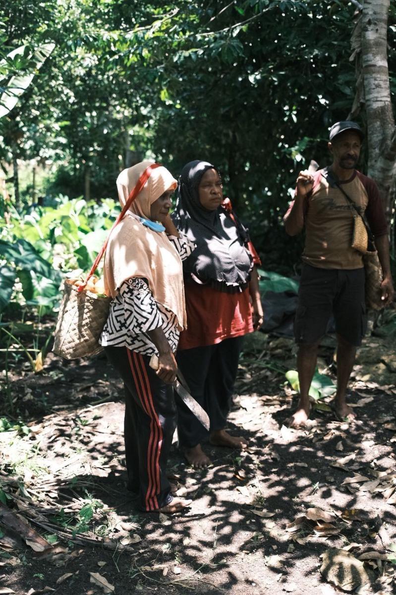 Disbun Kaltim Salurkan 10.000 Bibit Pala ke Petani di Kabupaten Berau